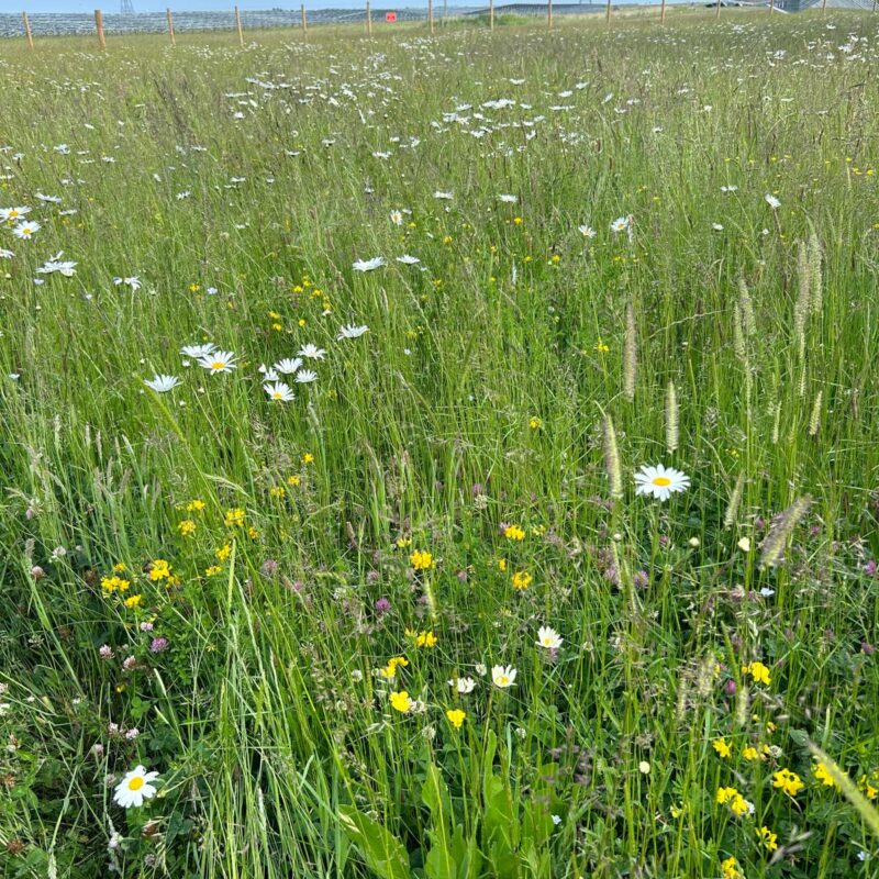 Wildflowers